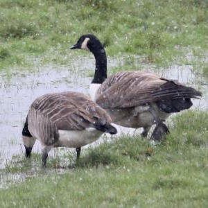 CanadaGeese