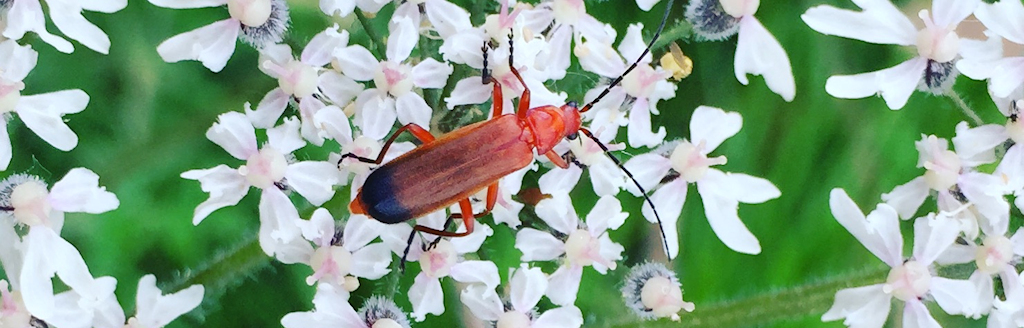 Soldier beetle © Ceri Leigh 2022