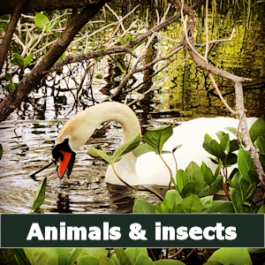 Picture of a swan linked to animals & insects gallery © Ceri Leigh 2022
