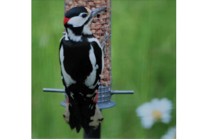 Great Spotted Woodpecker 