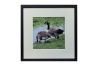 Canada Geese 