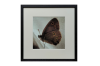 Ringlet Butterfly 
