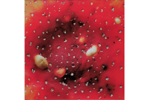 Fly Agaric, close-up 