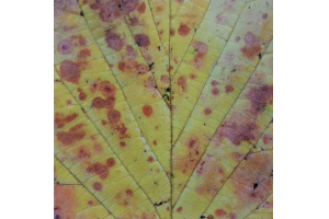 Autumn Leaf III 