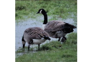 Canada Geese 