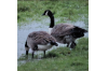 Canada Geese 