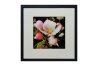 Apple Blossom 