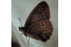 Ringlet Butterfly 