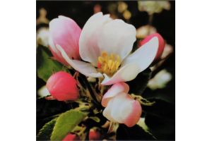 Apple Blossom 